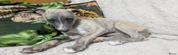 Whippet dogs for sale: Show quality KC reg pups - Advert 21