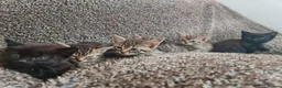Mixed Breed cats for sale: Kittens for sale  - Advert 17