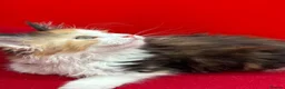 Maine Coon cats for sale: TICA Reg Maine Coon Kittens Red & Tortie Babies - Advert 9