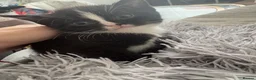 Mixed Breed cats for sale: 🐾 Beautiful and playful Tuxedo & mixed Kittens  - Advert 6