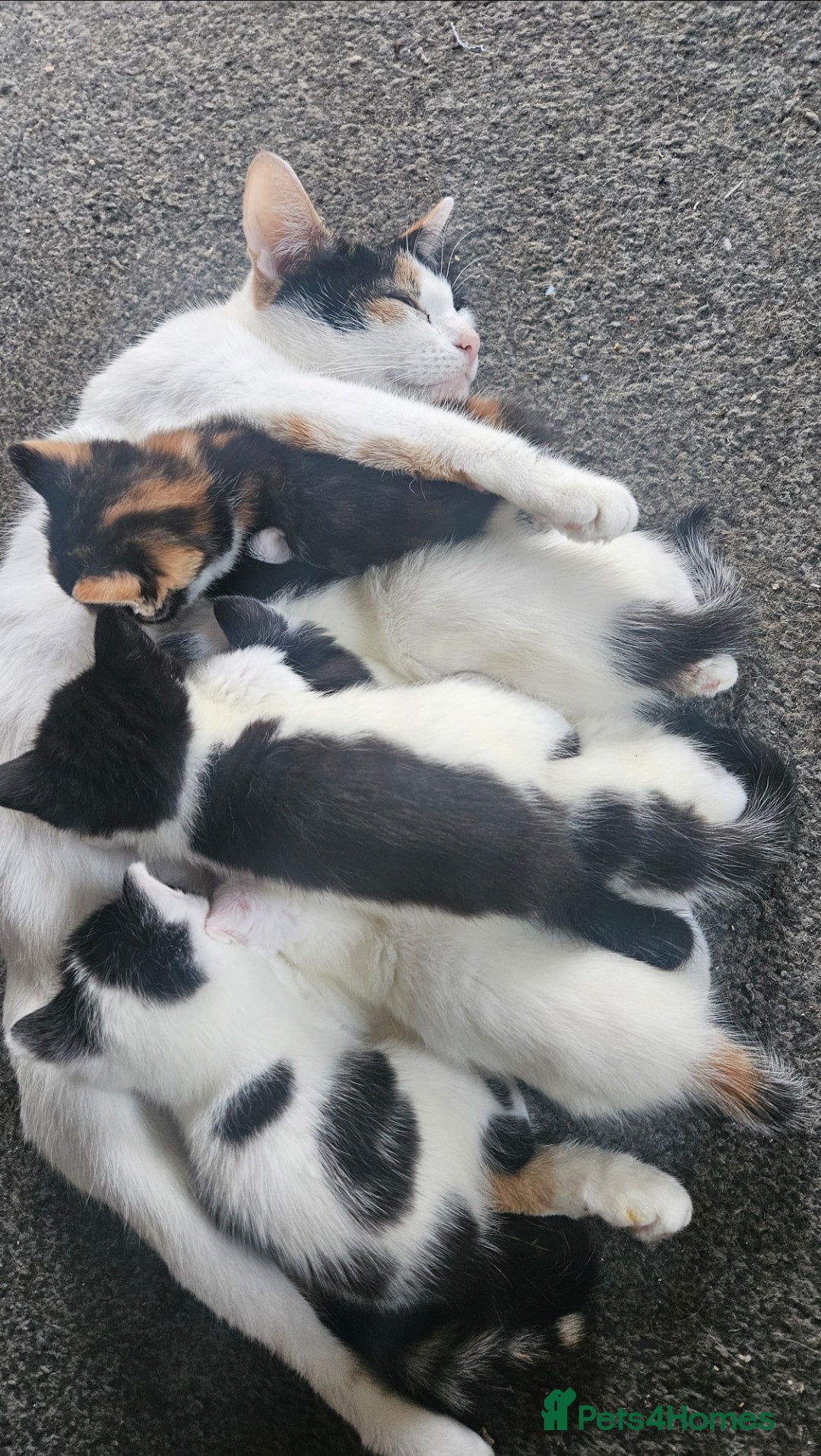 Mixed Breed cats Kittens  - Advert 4