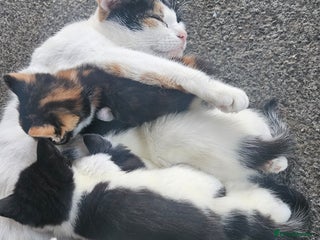 Mixed Breed cats Kittens - Advert 1