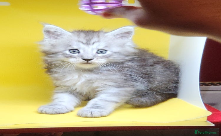 Maine Coon cats - Advert 3