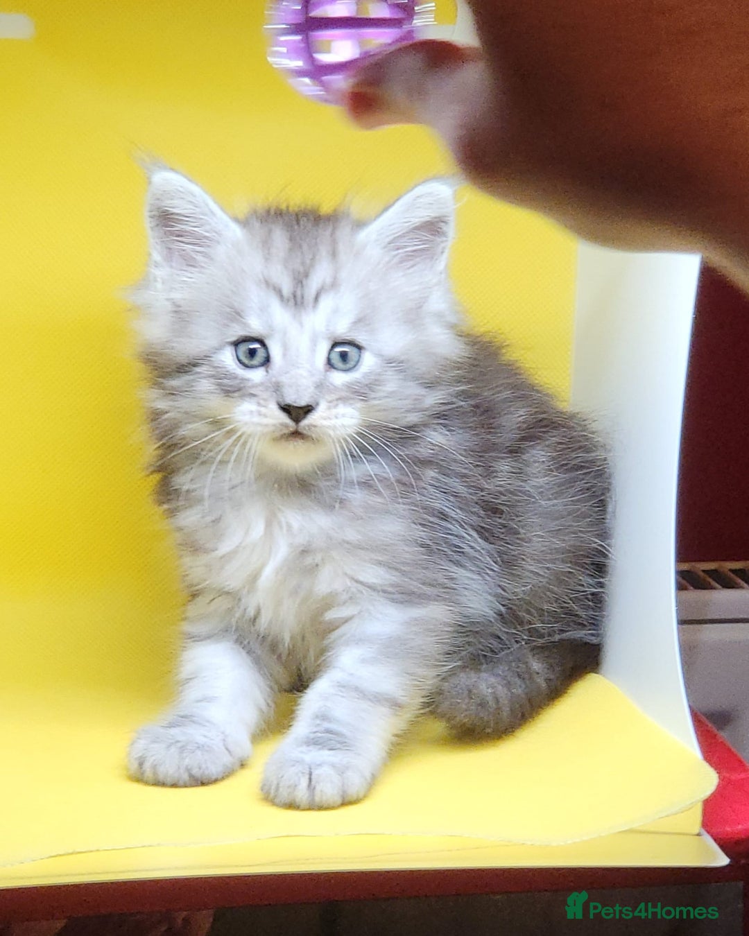 Maine Coon cats for sale: Ready Now Maine Coon kittens - Image 38