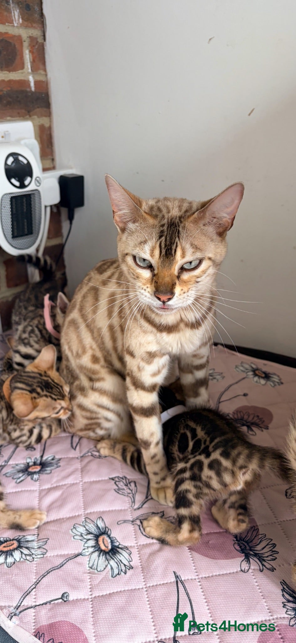 Bengal cats Quality Bengal kittens - Advert 2