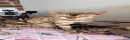 Bengal cats for sale: Quality Bengal kittens - Advert 1