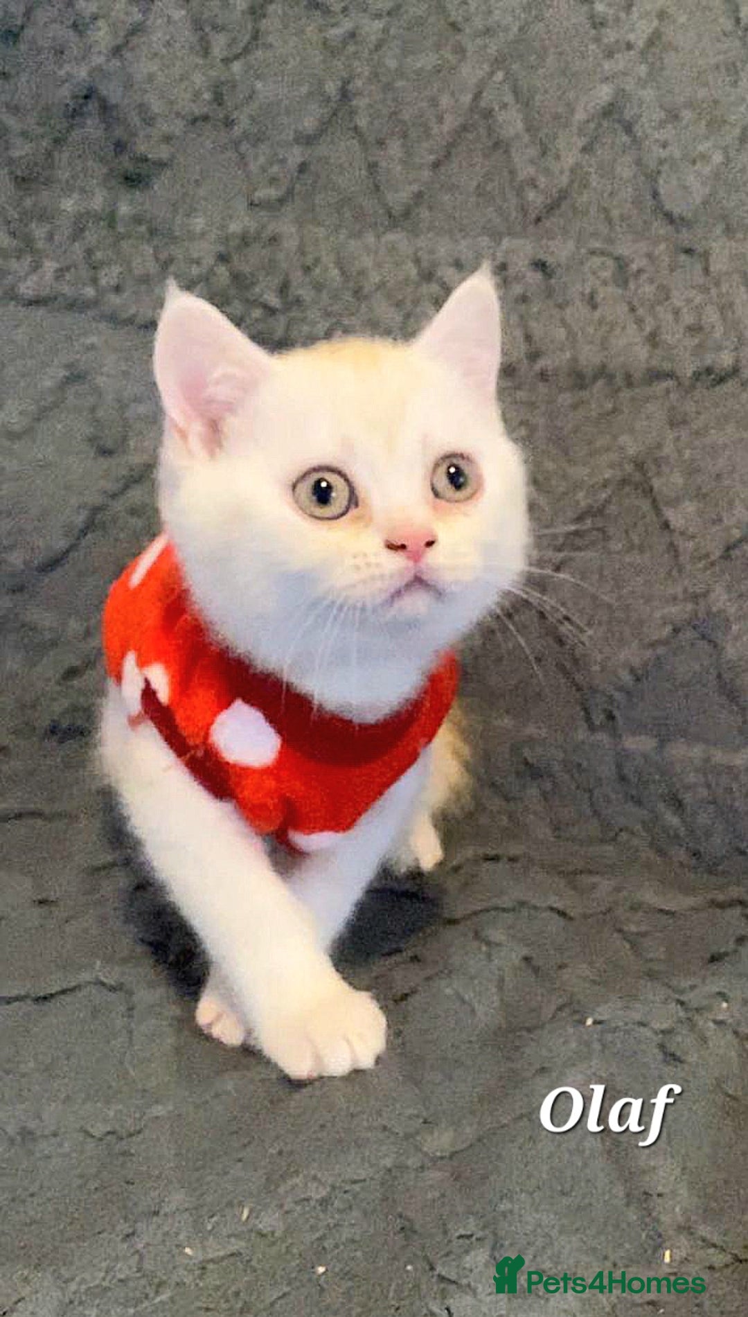 British Shorthair cats for sale: GCCF Snowflake BSH - Advert 8