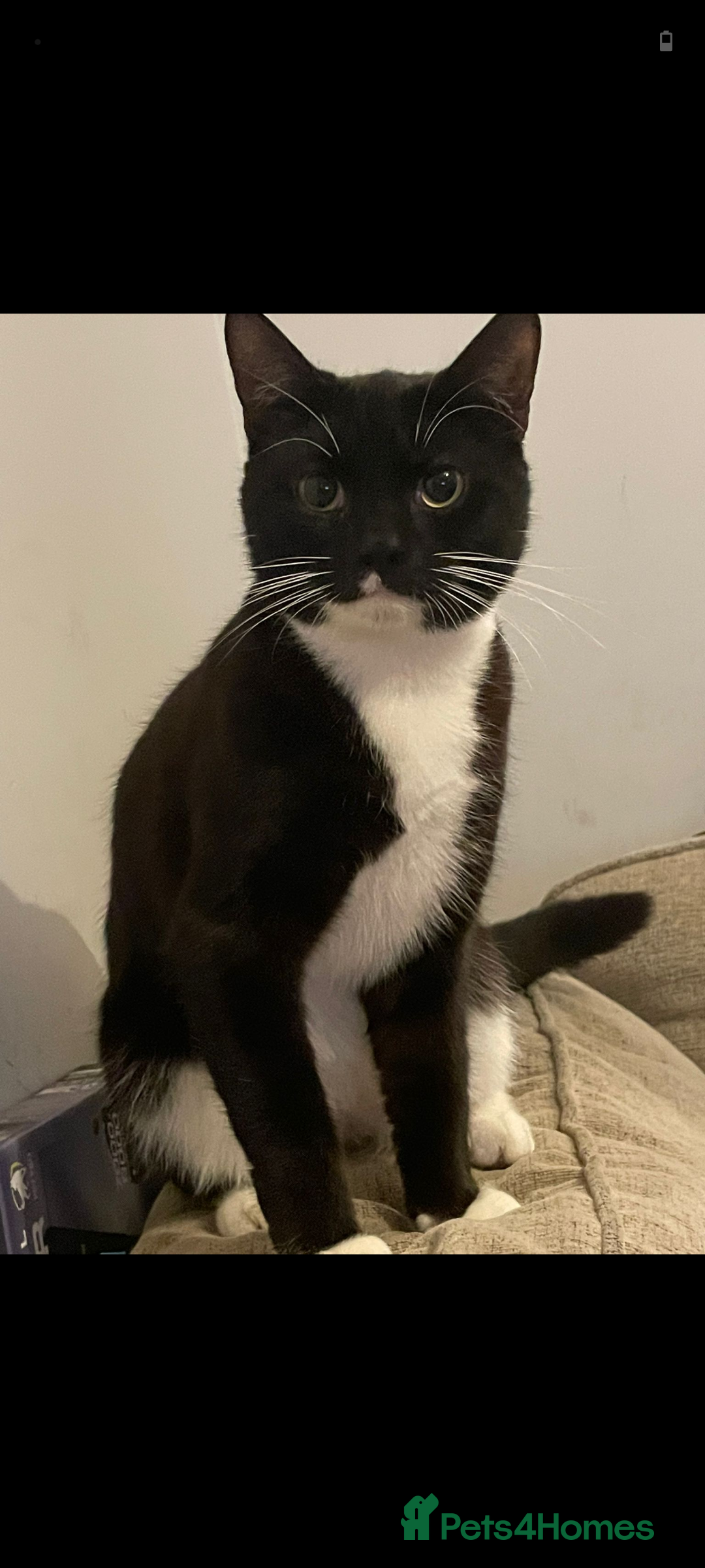 British Longhair cats Beautiful brothers looking for there forever home - Advert 10