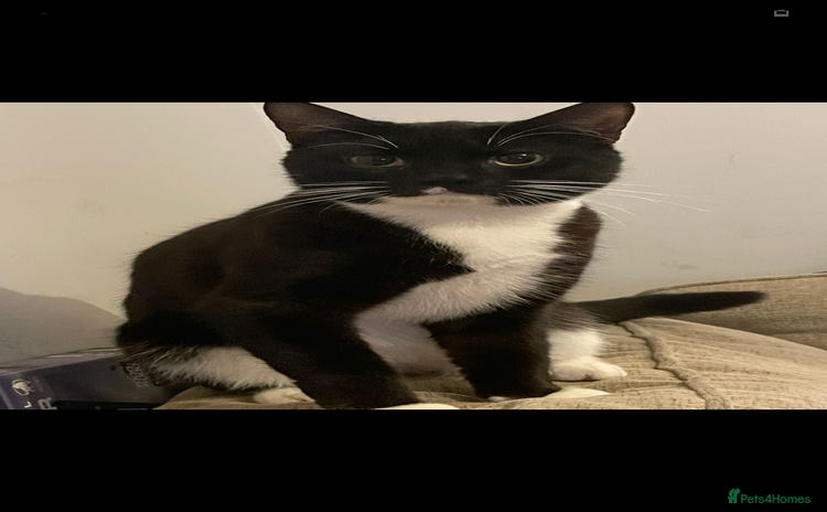 British Longhair cats Cats  - Advert 1