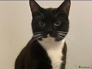 British Longhair cats Cats - Advert 1