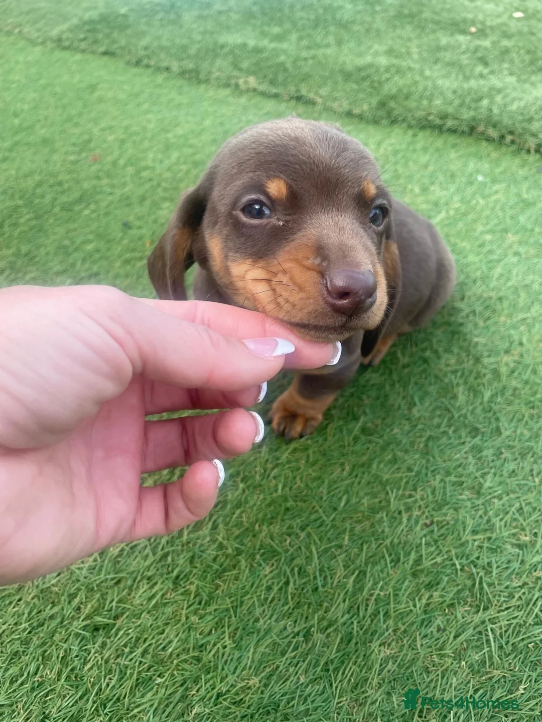 Miniature Dachshund dogs for sale: Miniature Dashund boy last one !!!  in Bury Saint Edmunds - Advert 5