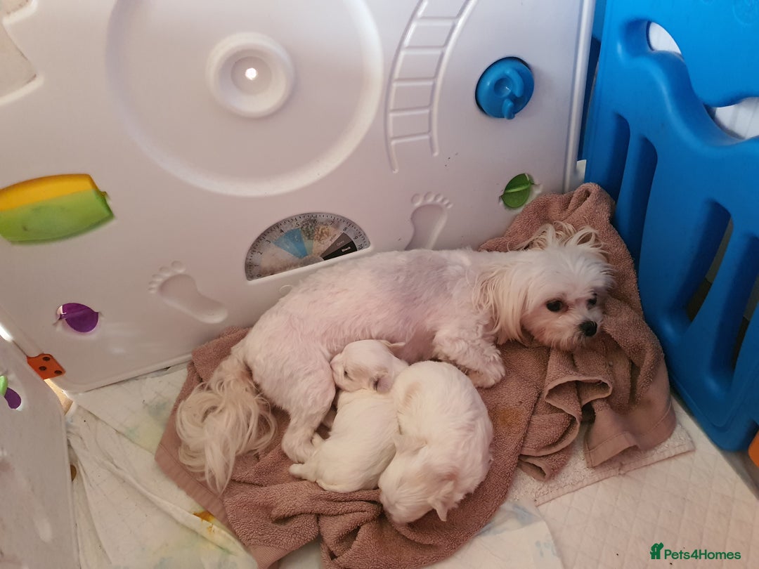 Maltese dogs for sale: Kc Small Korean maltese puppies - Advert 3