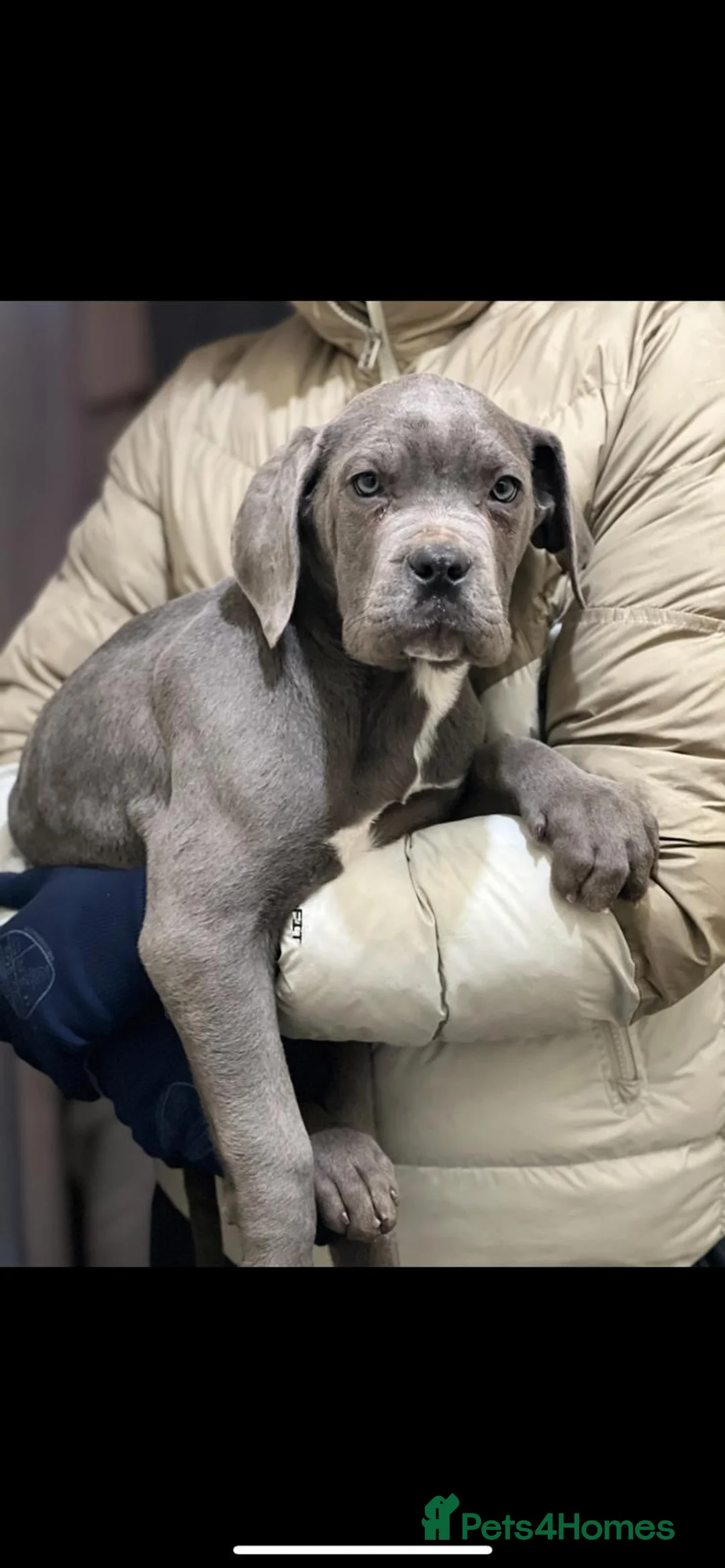 Cane Corso dogs for sale: CANE CORSO - Advert 4