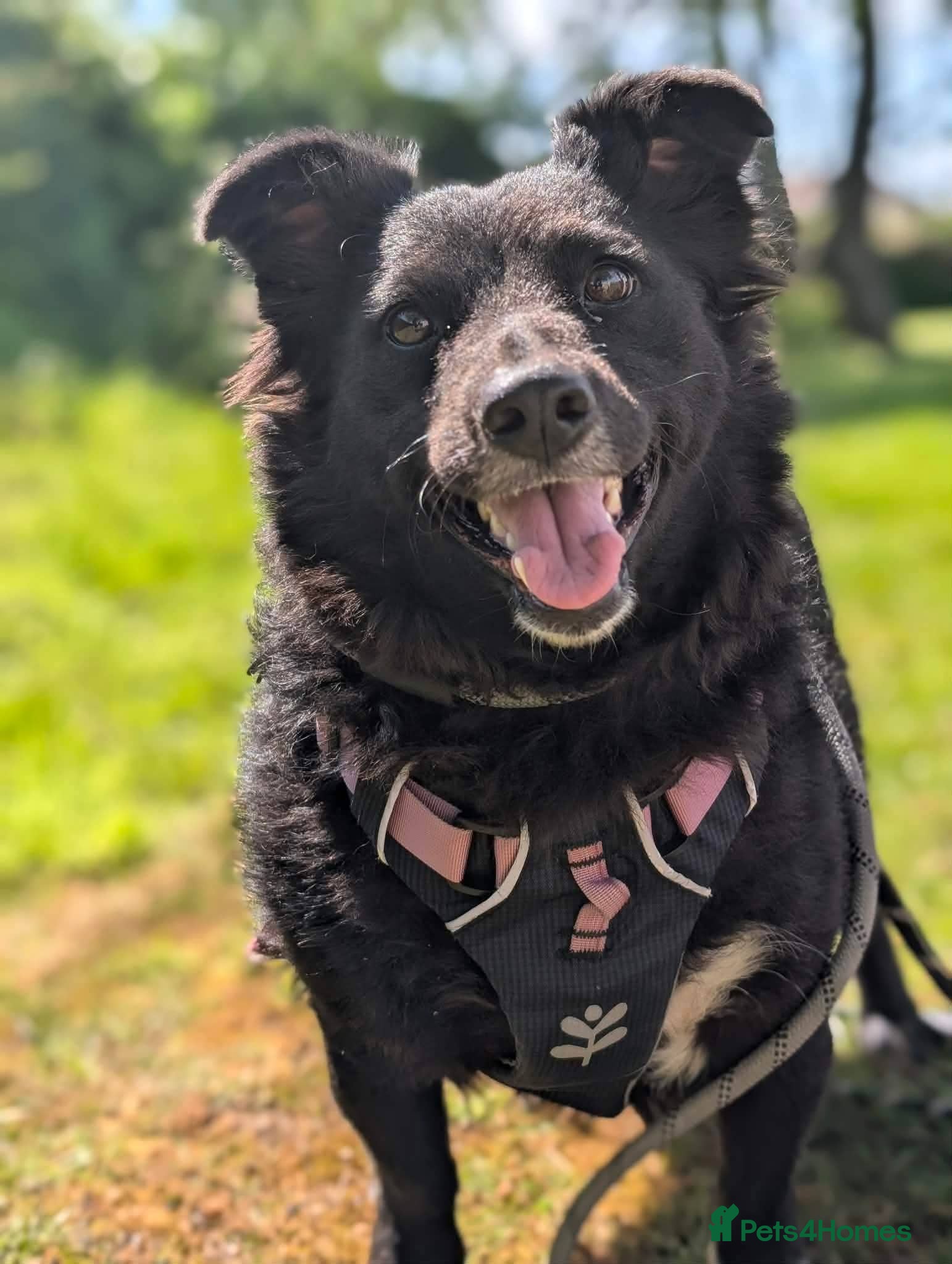 Mixed Breed dogs Meet Sparkle,currently residing in Essex  - Advert 1