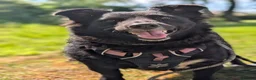 Mixed Breed dogs for adoption: Meet Sparkle,currently residing in Essex  in Frinton-on-Sea - Advert 1