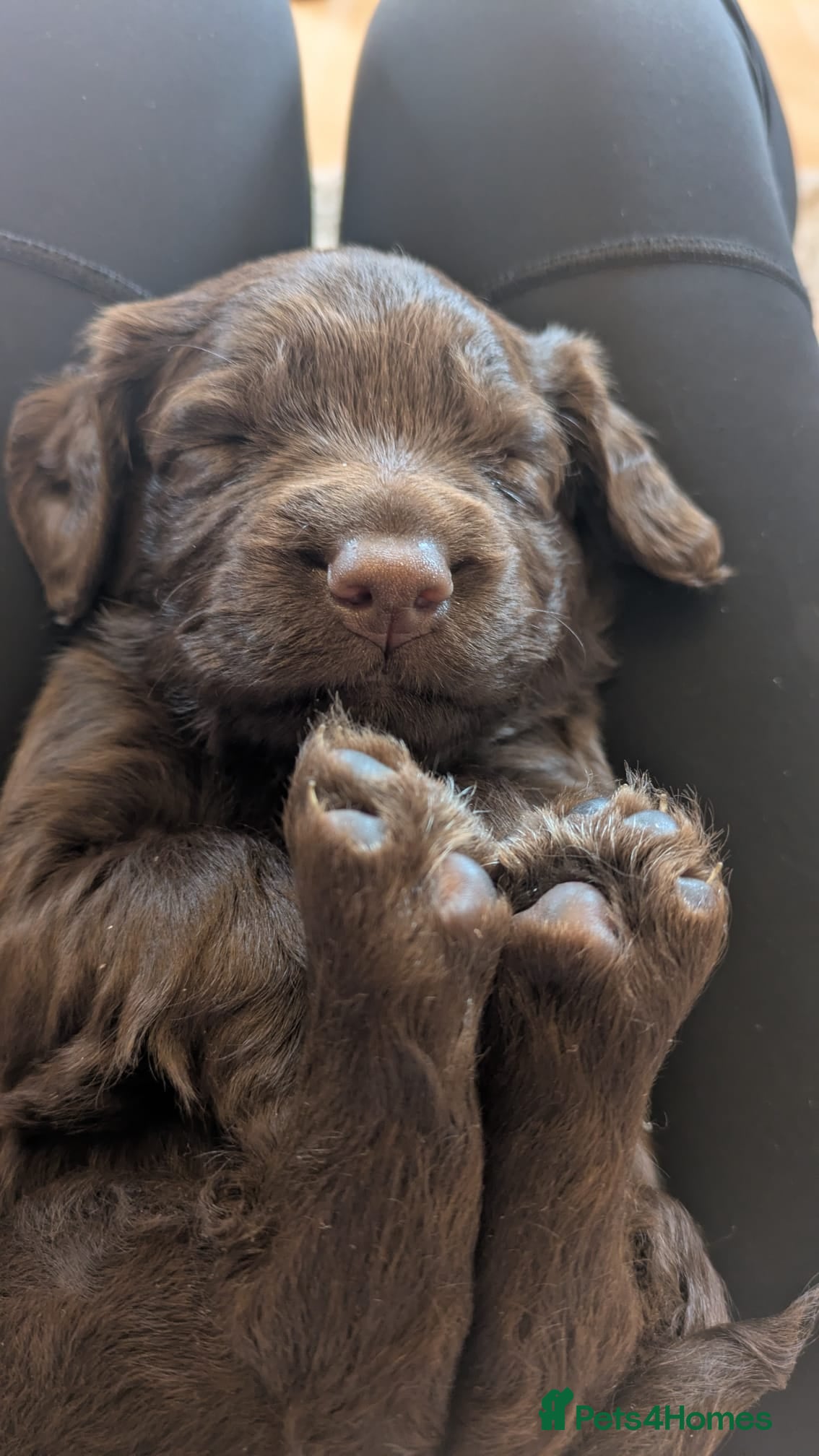 Sprocker dogs Sprocker puppies - Advert 8