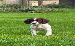 English Springer Spaniel dogs for sale: READY TO GO KC REG ESS PUPPIES - Image 12