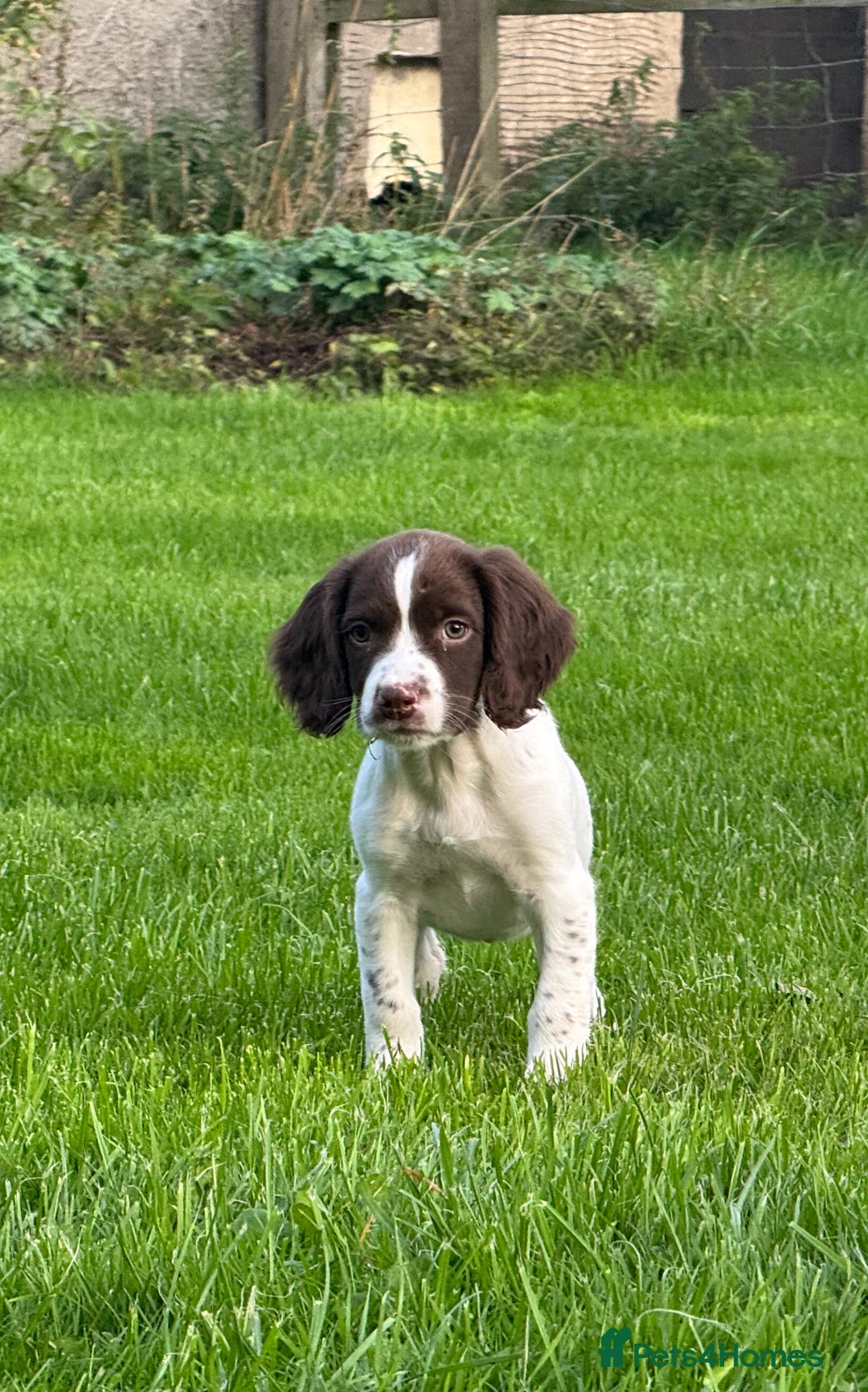English Springer Spaniel dogs for sale: READY TO GO KC REG ESS PUPPIES - Image 12