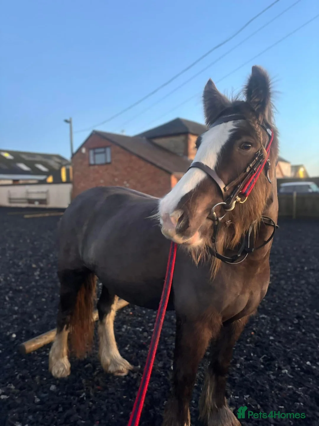 Irish Cob horses for sale: 13.3 bum high 6 year old mare - Advert 2