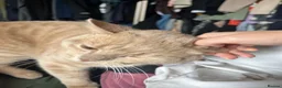 British Shorthair cats for sale: Muffin and pumpkin, both 4 year old house cats - Advert 13