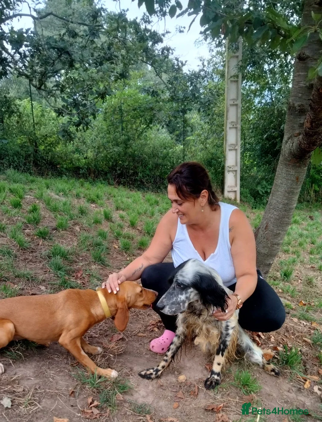 English Setter dogs for adoption: Tae   - Advert 8