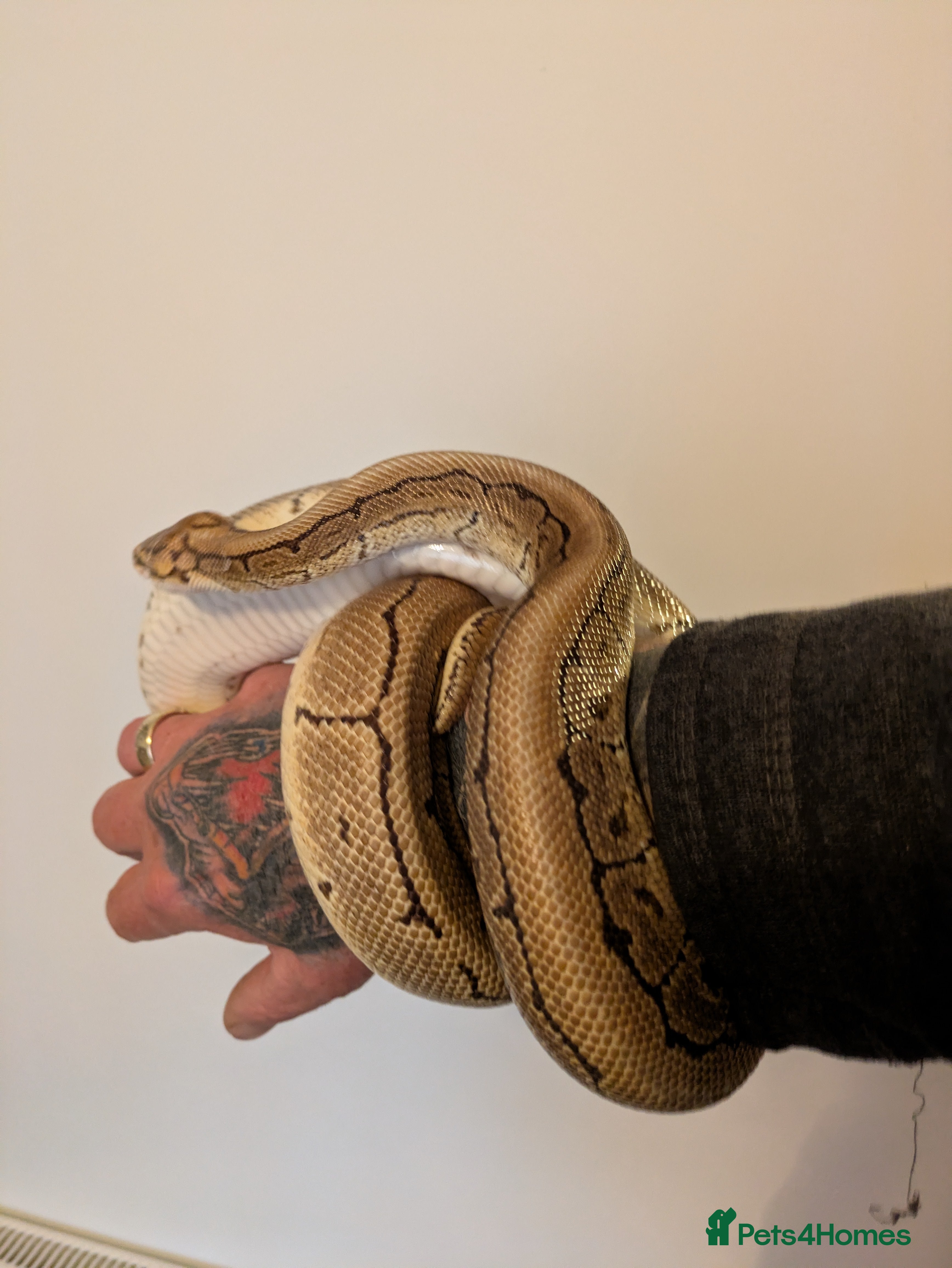 Python Snake reptiles Ball python  - Advert 19
