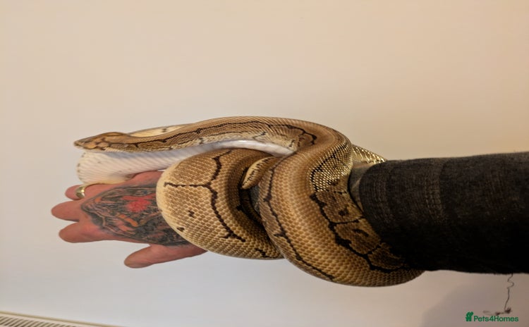 Python Snake reptiles Ball python  - Advert 1