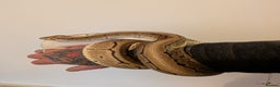 Python Snake reptiles for sale: Ball python  - Advert 1