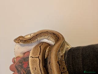 Python Snake reptiles for sale: Ball python - Advert 1