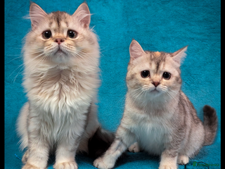 Scottish Fold cats - Advert 7