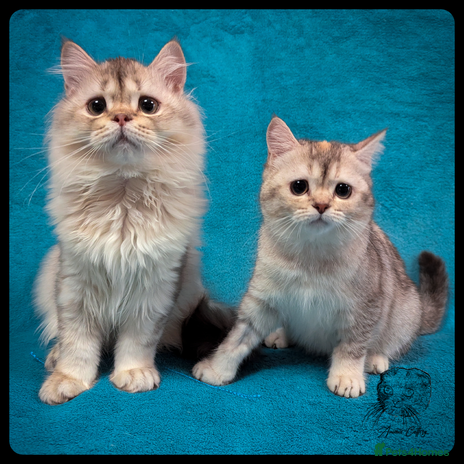 Scottish Fold cats - Advert 3