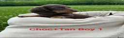 Dachshund dogs for sale: Beautiful Dachshund Puppies - Advert 2