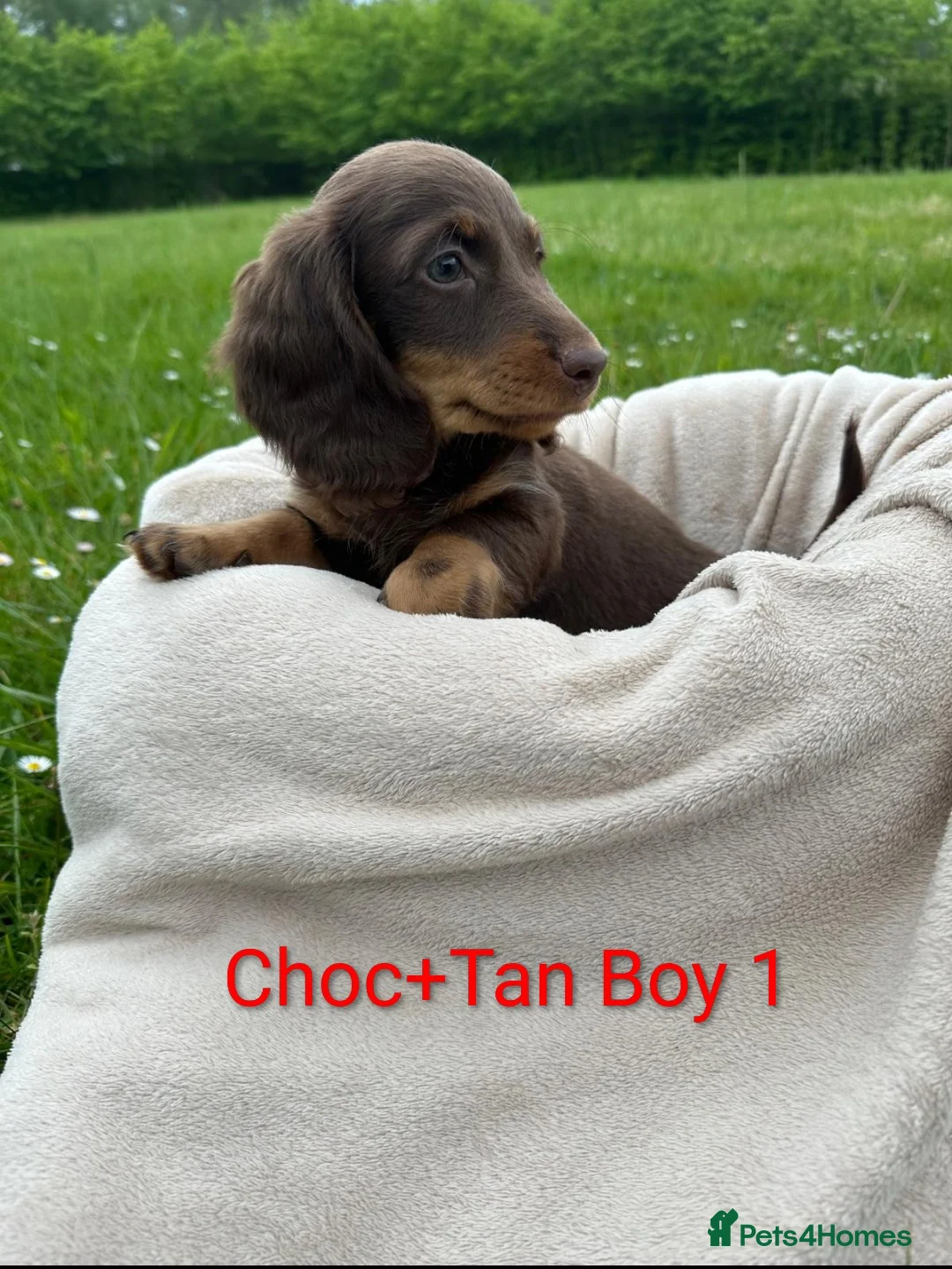 Dachshund dogs for sale: Beautiful Dachshund Puppies - Advert 2