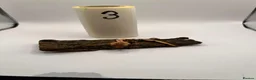 Gecko reptiles for sale: Crested and chahouas geckos - Advert 23