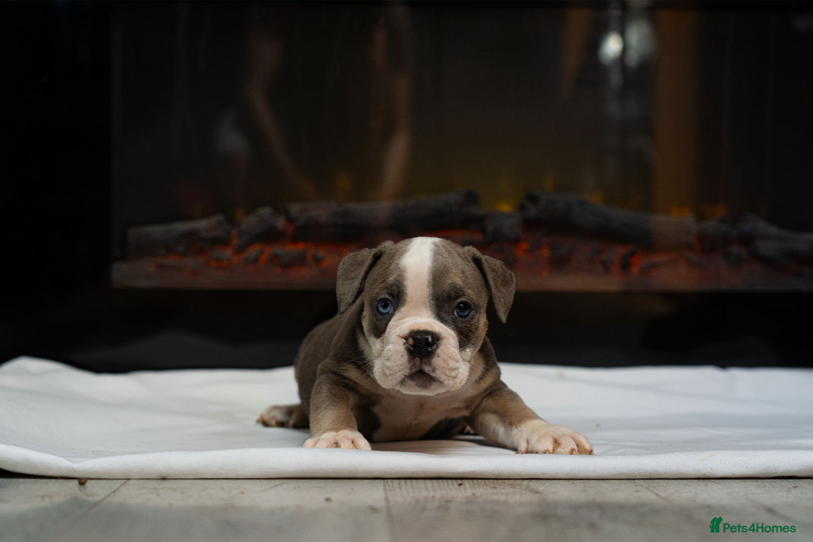 English Bulldog dogs for sale: English bulldogs PUPPIES only 4 pups left - Advert 8