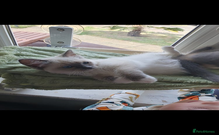 Ragdoll cats - Advert 1