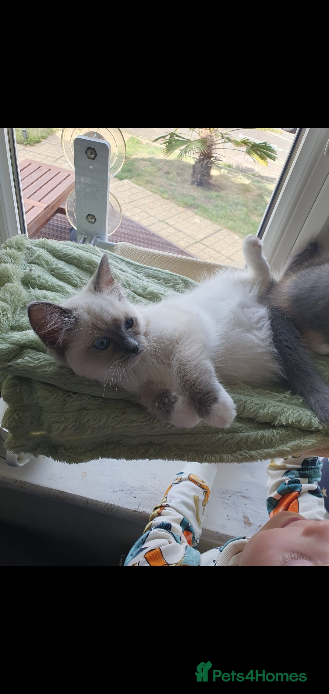 Ragdoll cats for sale: Gorgeous ragdoll kitten  - Image 1