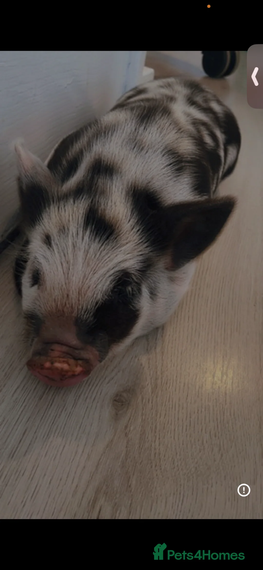 Pig livestock for sale: Mini pig in Spennymoor - Advert 2
