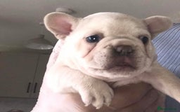 French Bulldog dogs for sale: 2 French Bulldog Puppy’s available - Image 11