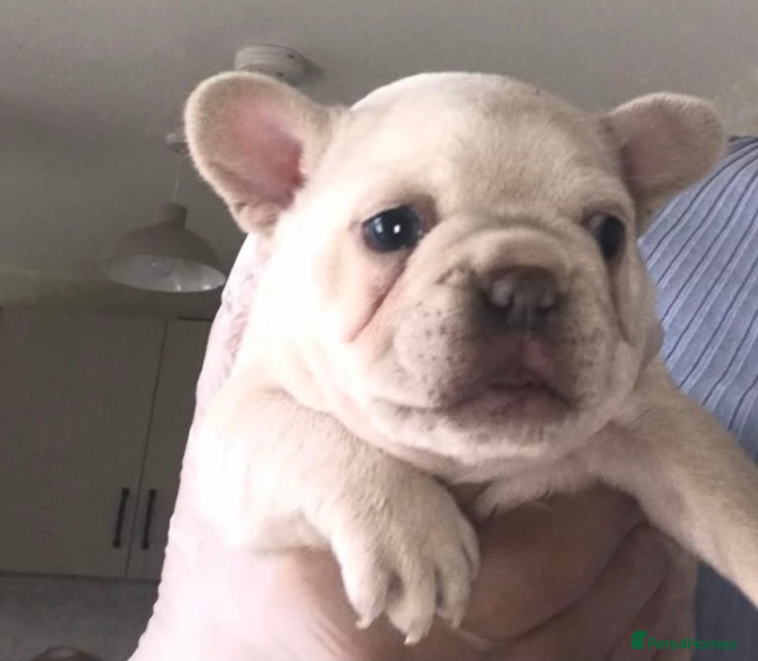 French Bulldog dogs for sale: 2 French Bulldog Puppy’s available - Image 11