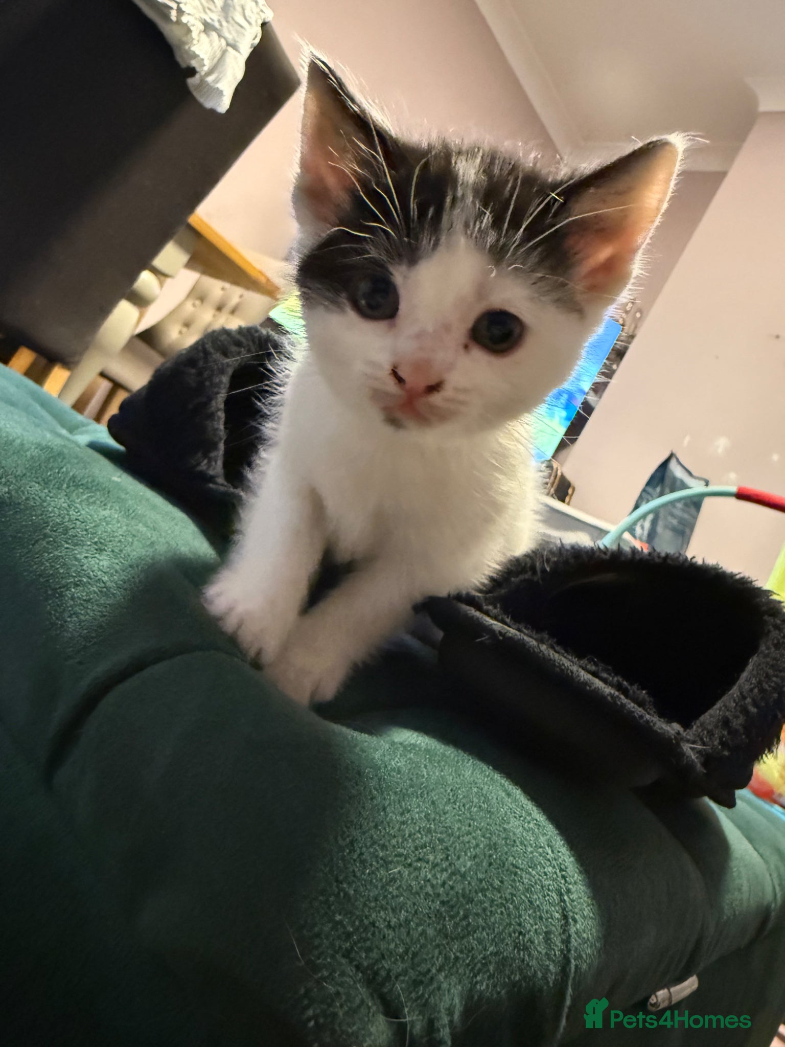 Domestic Shorthair cats Adorable kittens - Advert 1