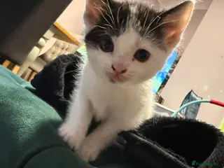 Domestic Shorthair cats Adorable kittens - Advert 13