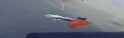 Bettas fish for sale: guppies mix - Advert 19