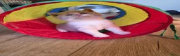British Shorthair cats for sale: Stunning GCCF British Shorthair Kittens  - Advert 13