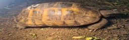 Hermann Tortoise reptiles for sale: Hermanns Tortoise with vivarium  - Advert 2