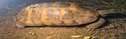 Hermann Tortoise reptiles for sale: Hermanns Tortoise with vivarium  - Advert 2