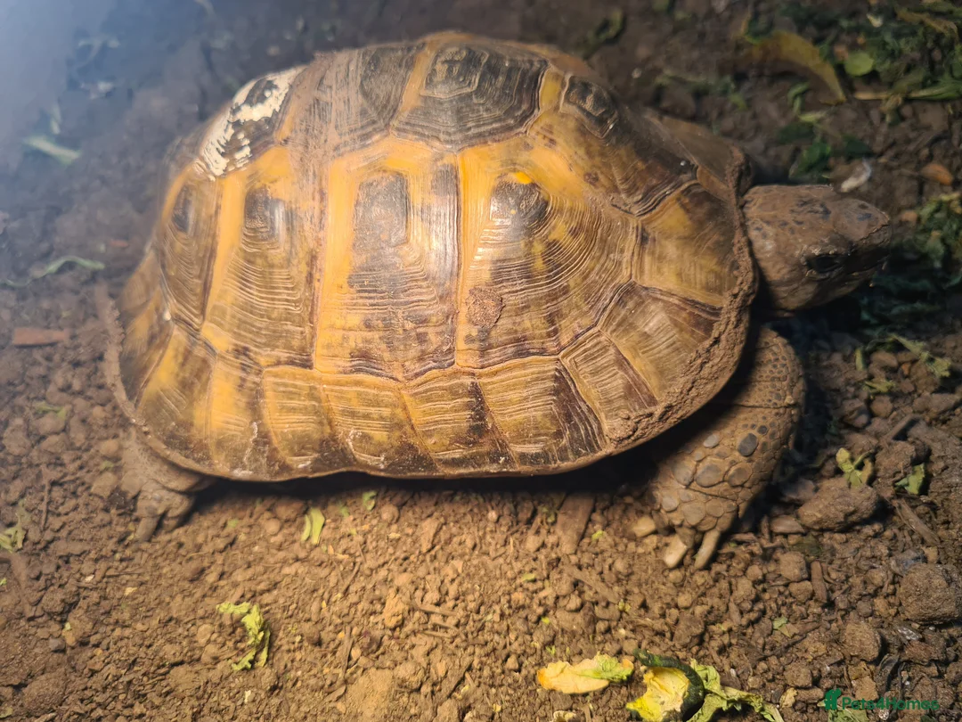 Hermann Tortoise reptiles for sale: Hermanns Tortoise with vivarium  - Advert 2