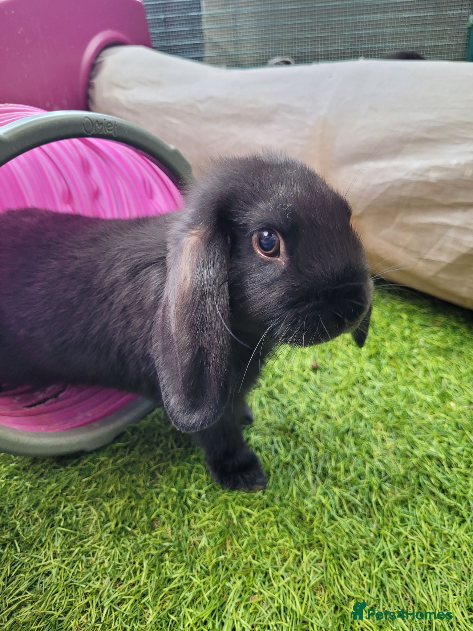 Mini Lop rabbits Beautiful Mini Lop Mix Rabbits - READY THURSDAY  - Advert 2