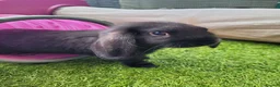 Mini Lop rabbits for sale: Beautiful Mini Lop Mix Rabbits - READY THURSDAY  - Advert 3