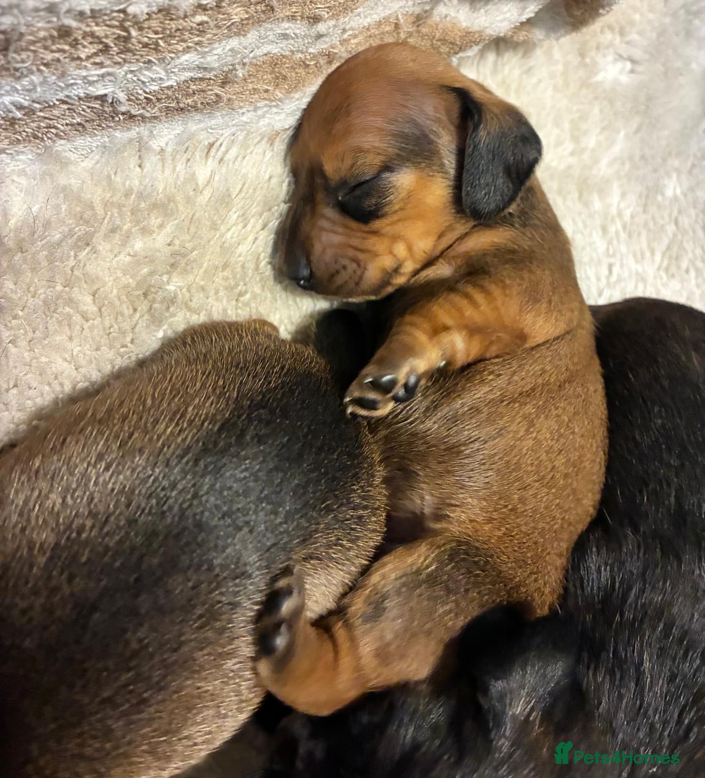 Dachshund dogs for sale: Miniature dachshunds  - Advert 10
